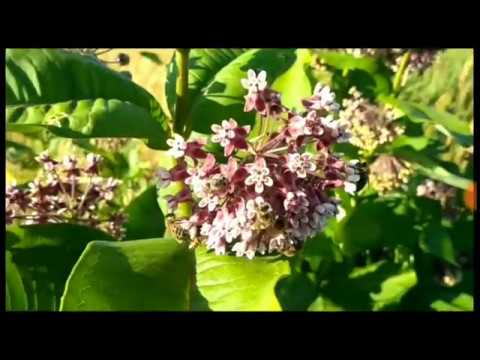 Видео: 140. ВАТОЧНИК медонос? Яд или лекарство? Спасение земли или сорняк?