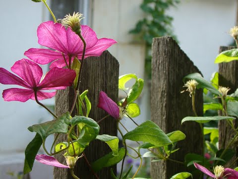 Видео: Клематисы-2022. Итоги. Наше мнение