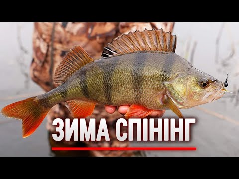 Видео: ЛОВЛЯ ОКУНЯ на СПІНІНГ з берега ЗИМОЮ.