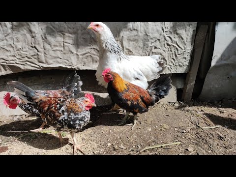 Видео: Моя самая любимая порода кур #Бентамки ❤️ #куры брама