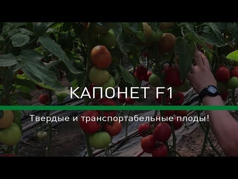 Видео: 🍅КАПОНЕТ F1 (Syngenta) - Твердые и транспортабельные плоды!