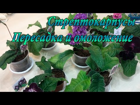 Видео: Стрептокарпусы. Пересадка и отделение пасынков