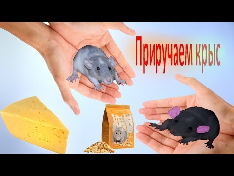 Видео: Как приучить крысу к рукам? Ручная крыса.