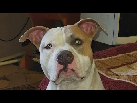 Видео: Так почему же не стоит КУПИРОВАТЬ уши