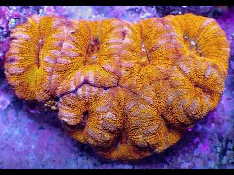 Видео: "Рифовый Аквариум" Все системы разные? Часть 34