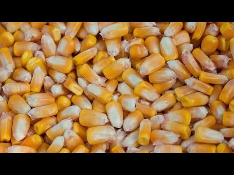 Видео: Пьяная кукуруза | убойная прикормка для ловли карпа,амура | HD