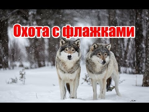 Видео: Охота с флажками | Ровенская область | Выпуск №60 (UKR)