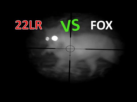 Видео: Жесть!5 ЛИС из Мелкашки!На приваде.