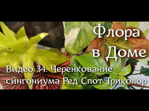 Видео: Видео 34. Черенкование сингониума Ред Спот Триколор