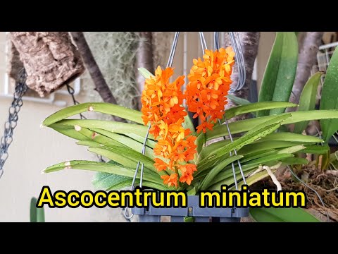 Видео: Вандовые Занимающие Мало Места-Аскоцентрум миниатум