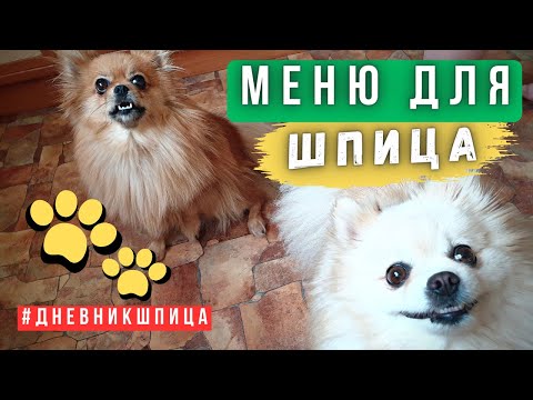 Видео: Чем кормить шпица 🐾 Полезная еда для собак 🐾 Что кушает померанский шпиц