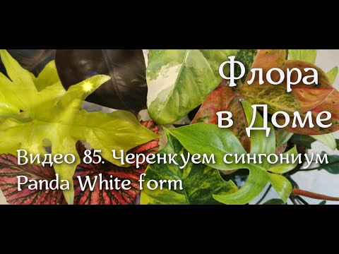 Видео: Видео 85. Черенкуем сингониум Panda White form