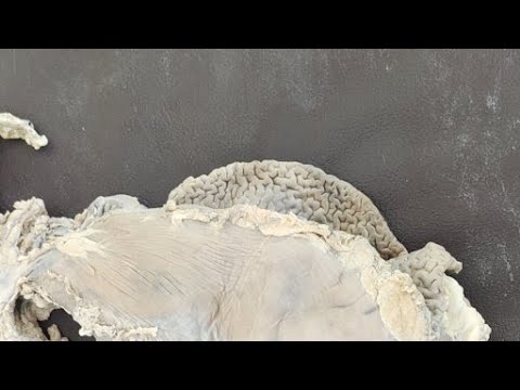 Видео: Желудки животных