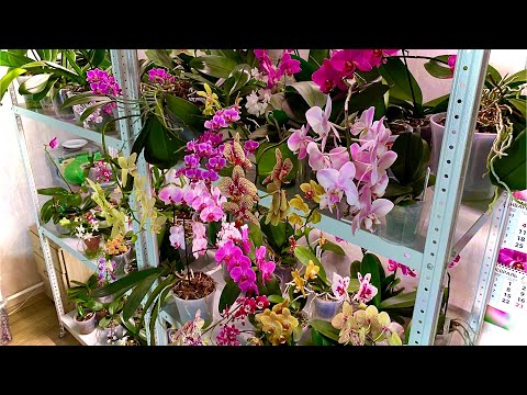 Видео: ленивый ПОЛИВ ОРХИДЕИ и корни орхидей кайфуют