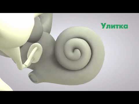 Видео: Как мы слышим