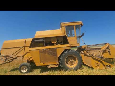 Видео: Сампо 500, яра пшениця, малі комбайнери, кидаємо солому на покоси.