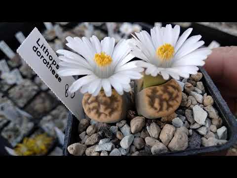 Видео: Зимовка кактусов.Зимнее цветение литопсов.