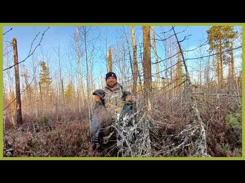 Видео: Охота на глухаря. Поиски лося.