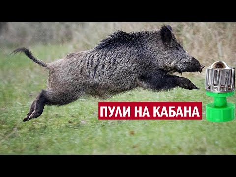 Видео: 💥 ОБЗОР ЛУЧШИХ ПУЛЬ НА КАБАНА  КУДА СТРЕЛЯТЬ ПО КАБАНУ
