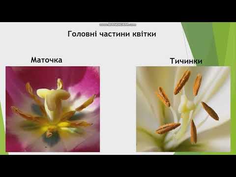 Видео: Квітка – орган статевого розмноження. Лабораторне дослідження № 7 «Будова квітки»