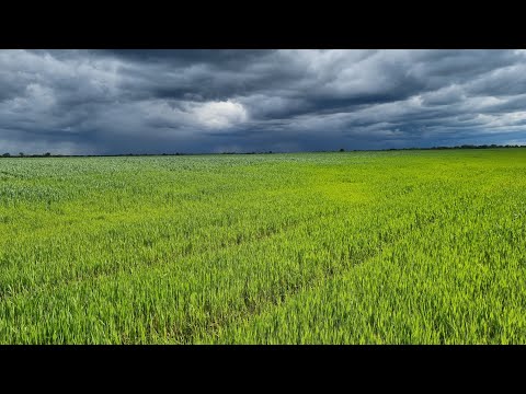 Видео: Чому пожовтіла пшениця?