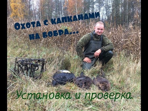 Видео: Охота с капканами на бобра... Установка и проверка. Октябрь 2018 года...