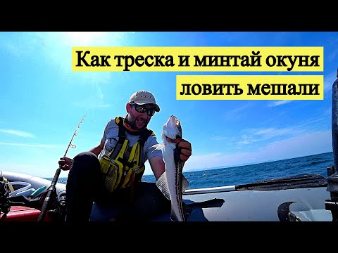 Видео: Как треска и минтай окуня ловить мешали