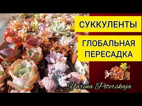 Видео: Суккуленты.  Глобальная пересадка.🙈