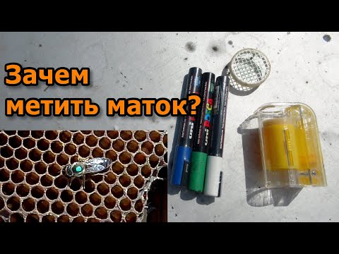 Видео: Как метить маток маркером. Быстрый способ.