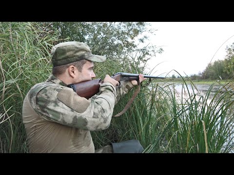 Видео: ОХОТА НА УТКУ С ДВУХСТВОЛКОЙ. Утки садились а я стрелял. Ружье ИЖ-54.