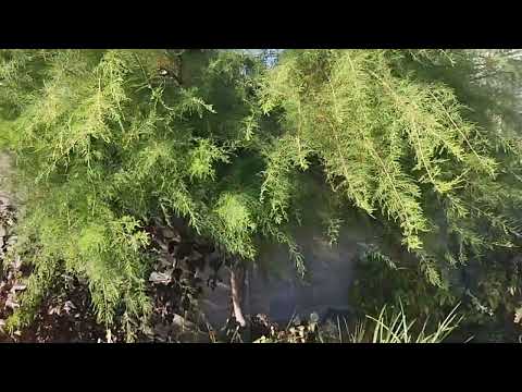 Видео: Тамарикс, формировочную обрезку пропустила.