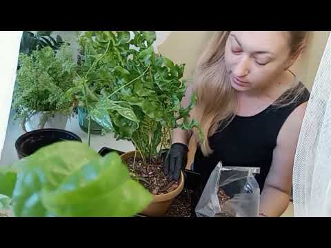 Видео: БЕШЕНЫЙ рост. ПОЛИПОДИУМ ЗЕЛЁНАЯ ВОЛНА ,,Green Wave,, #пересадка  #папоротники #полив #грунт