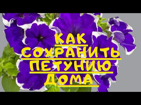 Видео: ПЕТУНИИ . КАК СОХРАНИТЬ ПЕТУНИИ ЗИМОЙ ДОМА ,НА ПОДОКОННИКЕ . ЗИМОВКА ЧЕРЕНКОВ ПЕТУНИИ .