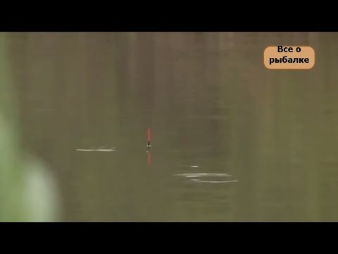 Видео: Ловля рыбы поплавком ваглер на заброшеном пруду.Как ловить рыбу на поплавок #всеорыбалке