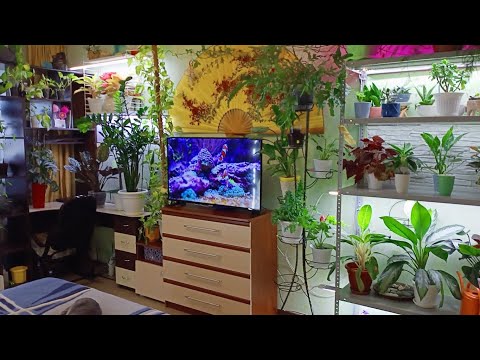 Видео: Обзор комнатных растений 2023 Часть1