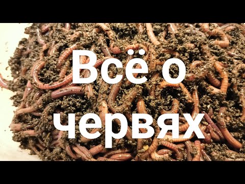 Видео: Всё о червях и не только. 