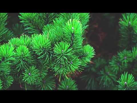 Видео: Цыганская песня"Смоленкие сосны"2020