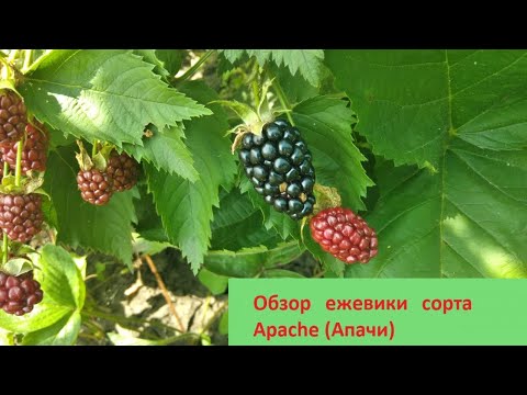 Видео: Обзор ежевики Апаче/ Blackberry Apache