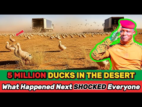 Видео: Что НА САМОМ ДЕЛЕ стоит за планом Ибрагима Траоре выпустить 5 миллионов уток в пустыне Сахель?