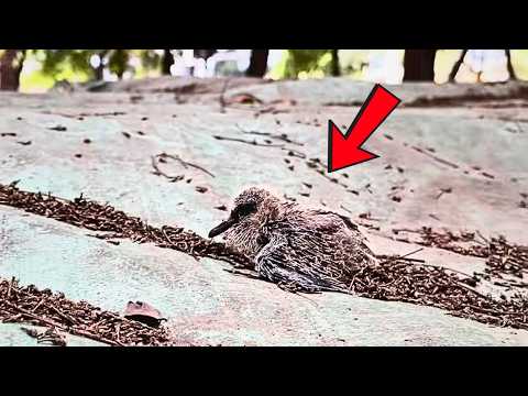 Видео: Я подобрал умирающую птичку, через два месяца врачи и пёс стали её друзьями.
