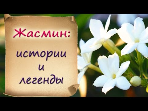 Видео: Жасмин: истории и легенды