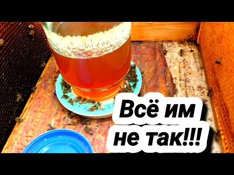 Видео: Как заставить пчёл идти в кормушку?