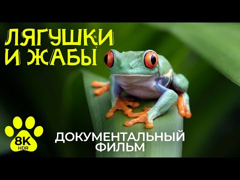Видео: Мир жаб и лягушек – Уникальные кадры земноводных в 8К HDR | Документальный фильм о природе