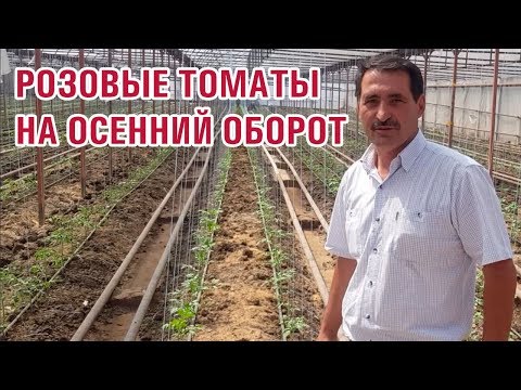 Видео: Будем выращивать розовые томаты, помидоры на осенний оборот.