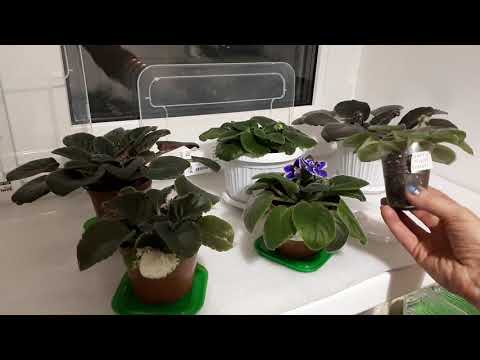 Видео: Фиалки! Как поливать зимой?