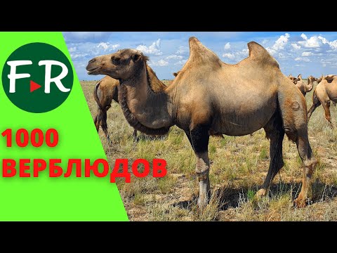 Видео: Зачем верблюд казаху? Бауржан Оспанов: это верблюжья шерсть, мясо и шубат! Предприятие Алаколь-Агро