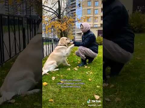 Видео: Как легко научить собаку команде дай лапу.