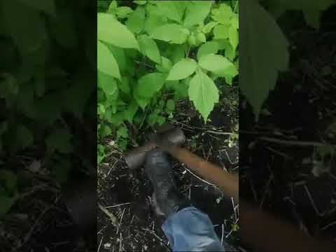 Видео: корнеудалитель, корчеватель деревьев и кустарников...