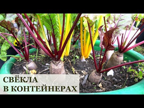 Видео: Свёкла в вёдрах и тазах! Урожай гибрида Таунус / Огород в контейнерах