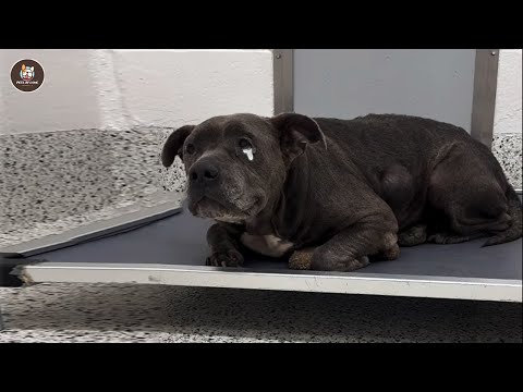 Видео: Слишком старая, чтобы её забыли, Питти молча плакала, когда кто-то заметил и обнял её.